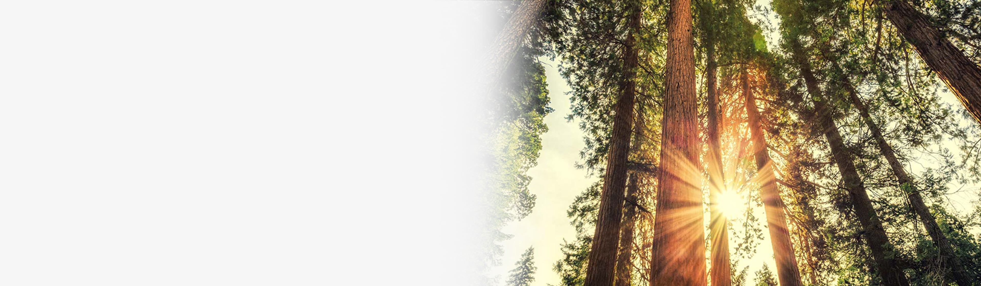Forest filled with Sequoias at sunrise.