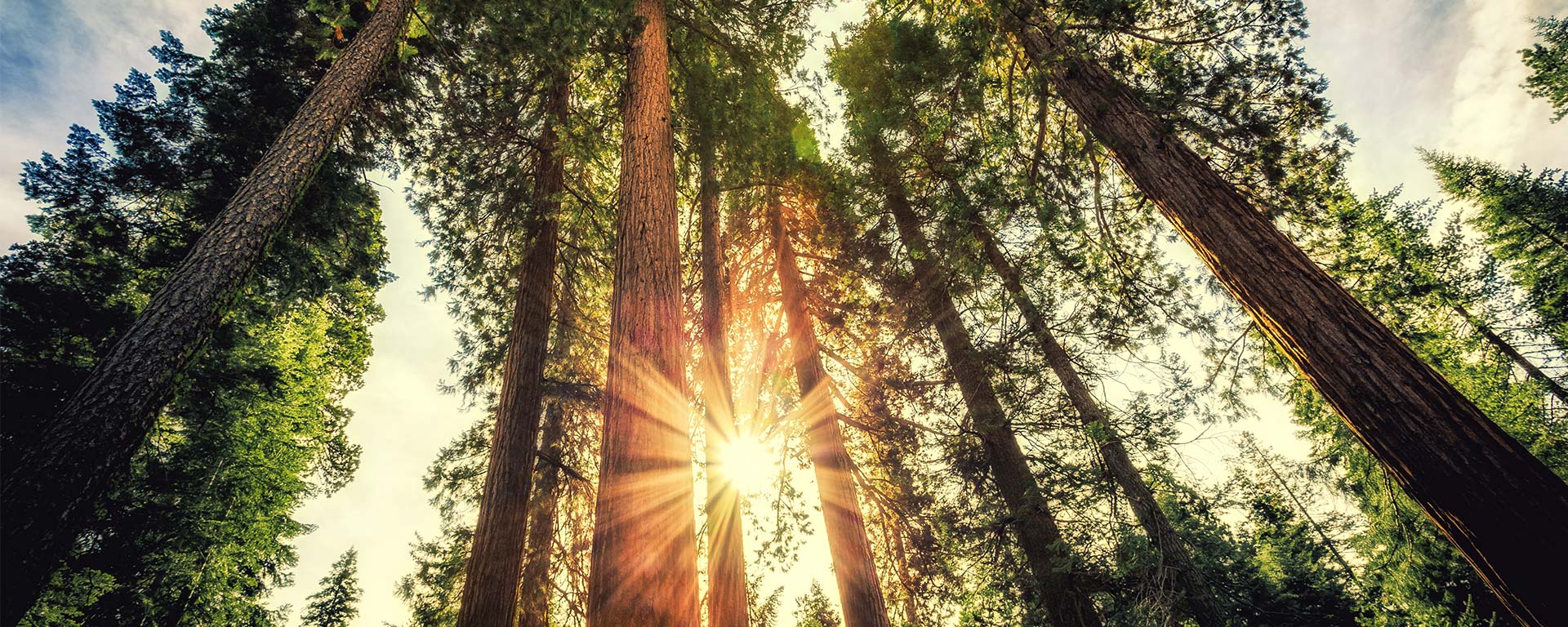 View from the ground of tall trees and the sun.